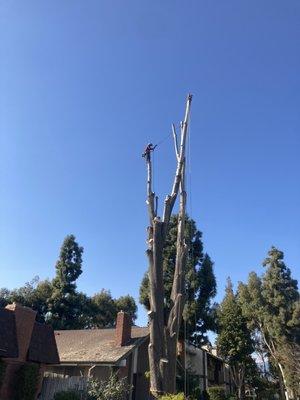 Tree removal