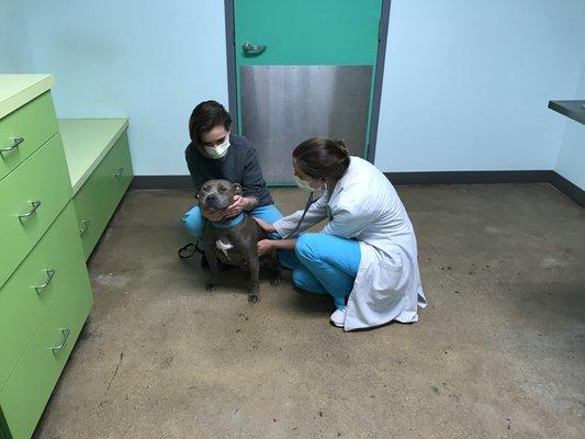 While you wait outside, our professional veterinary staff will examine your pet.