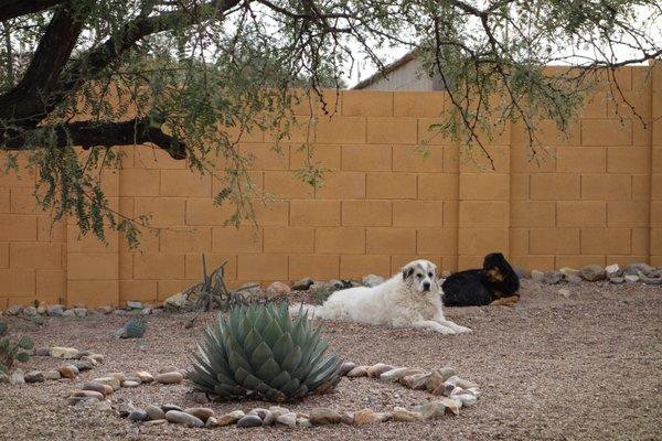 Two of the four (incredibly lucky!) resident canines.