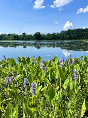 August A. Busch Memorial Conservation Area