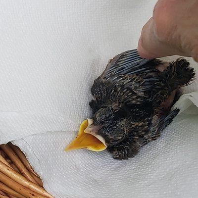 Wild Bird Rehabilitation