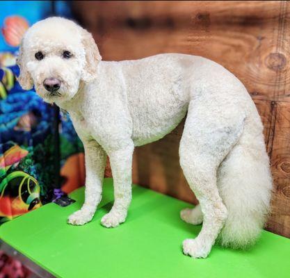 Harry is looking handsome after his groom