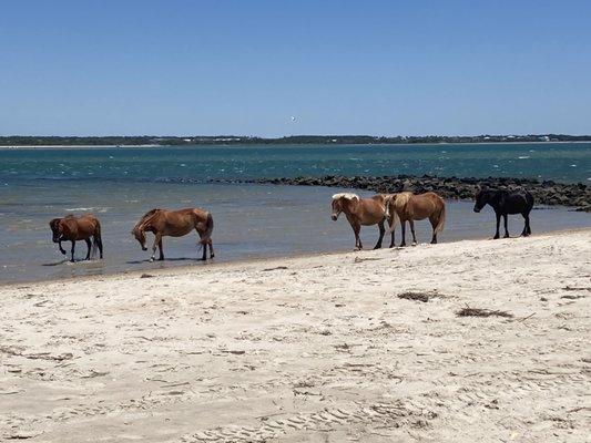 Shackleford Wild Horse and Shelling Safari