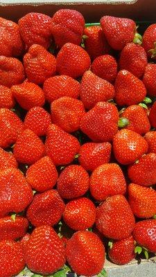 Fresh picked daily Non-GMO Strawberries