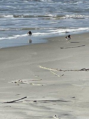 Oystercatchers