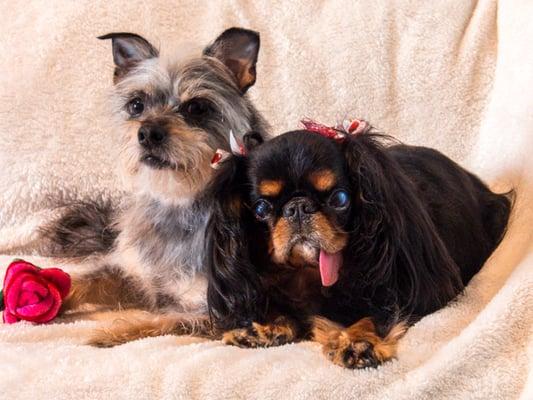 My dogs Razz and Gemma, fresh from Troy's.  I always get compliments on the adorable bows she comes back with!