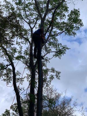 Warming Tree Services, Inc