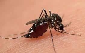 Mosquito terror of the yard.but not on my yards