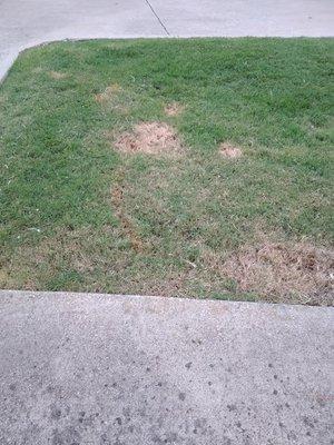 Yard damage from pet urine and feces.