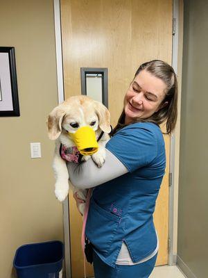 Internal medicine nurse, Ariele bringing Lulu to the back...duck muzzle as a precaution as Lulu doesn't like  thermometer! :)