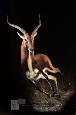 Black Lechwe from Zambia!