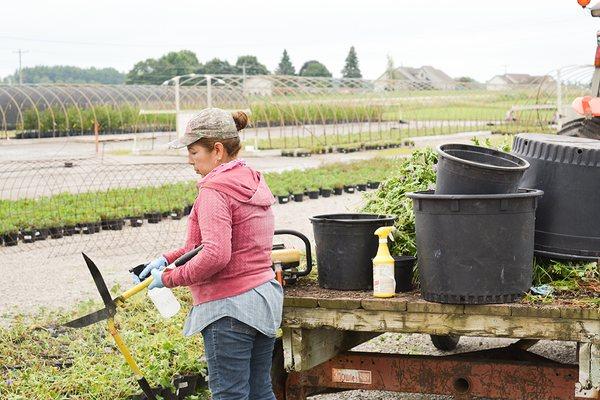 One of our employees sanitizing her tools to do some pruning on our perennial plants.