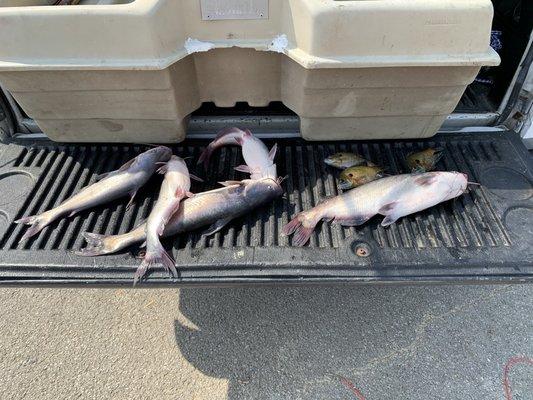 Caught a lot of fish kept a couple too. I love this lake one of the best places to go fishing and much more.