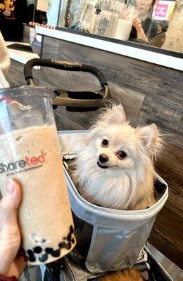 Boba the pup approves of this boba c: