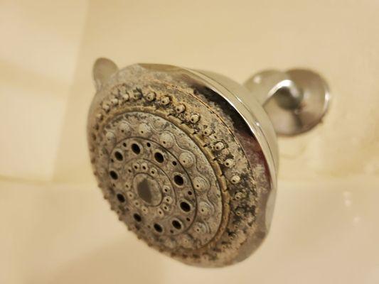 Mold on shower head.