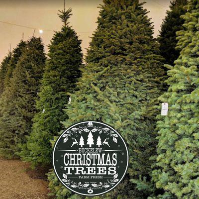 Buckelew  Christmas Trees 