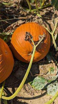 Pumpkin patch