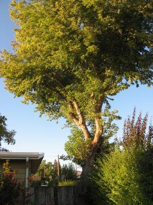 They were there, working around passing traffic, removing all of those "water shoots" up to the canopy - perfectly !!