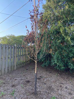 Dead pear tree