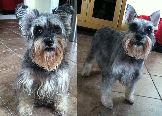 My shaggy schnauzer before and after a visit to Elite Dog Grooming.