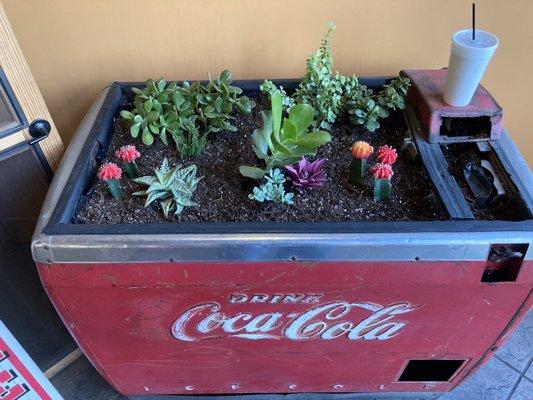 cactus garden in creatively used cooler