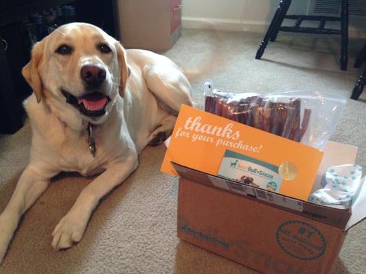 Kona is pretty pleased with her bully stick delivery!