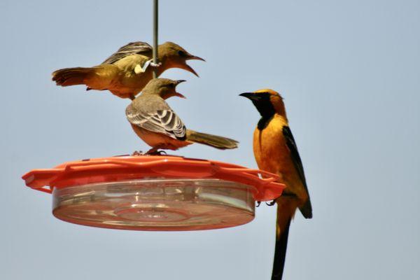 Baltimore Orioles...great photo by my wife !