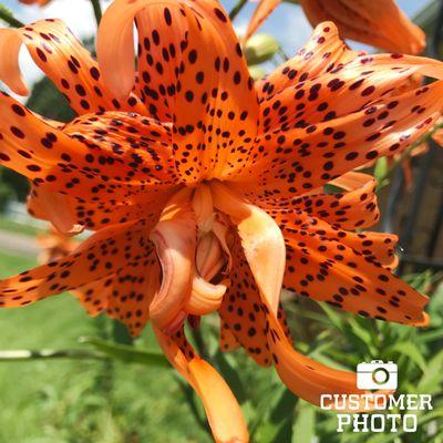 Double Tiger Lily Flore Pleno