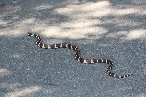 California Kingsnake