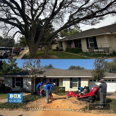 Tree Removal 
Stump grinding 
Tree planting