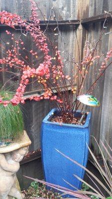 The best place to get really large pots. This one is about 36" tall.