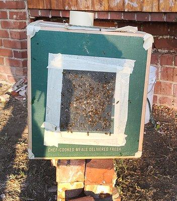 All bees are gong to a new home to make honey.