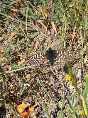 Bay cherckerspot with a broken wing (left side) but still was able to fly.