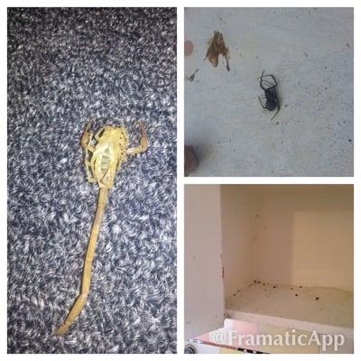 Dead scorpions, dead black widows and dead roaches...complete service by Pest Control Solutions Inc.