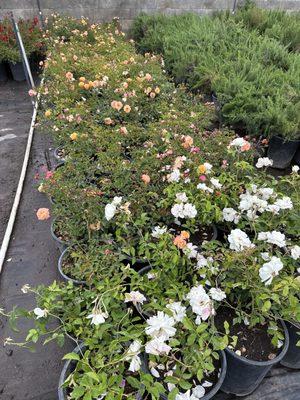 Mostly peach roses