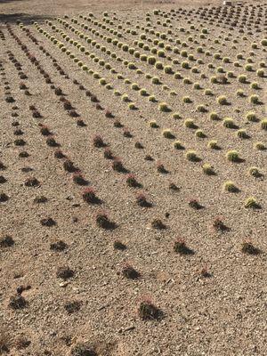 Desert Trees