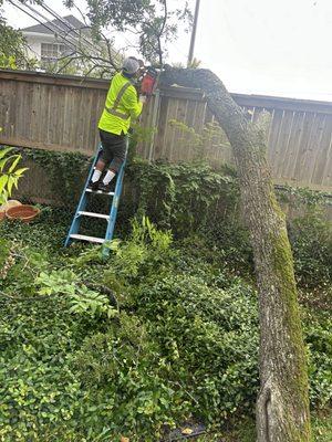 Fallen tree removal