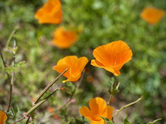 California  poppies