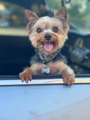 Howie The Yorkie