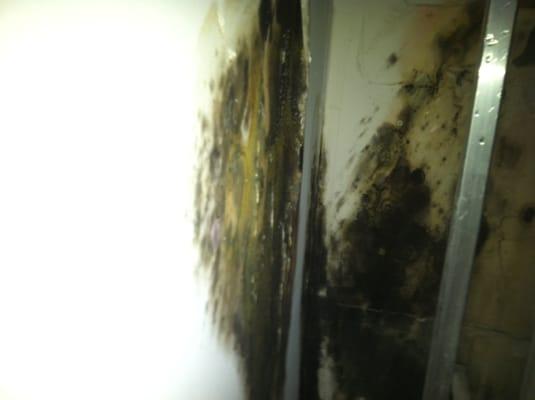 Black mold growth from AC leak