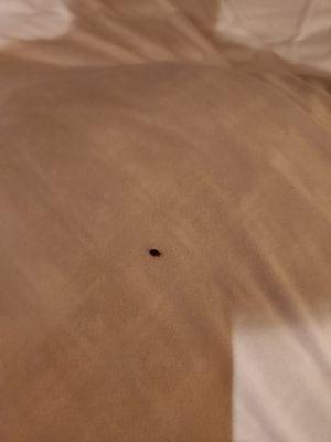 Bed bug