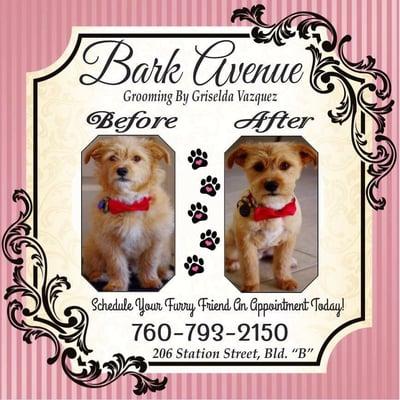 Griselda makes a cute before and after photo collage of your dog. This is from Einstein's first haircut with her! :)