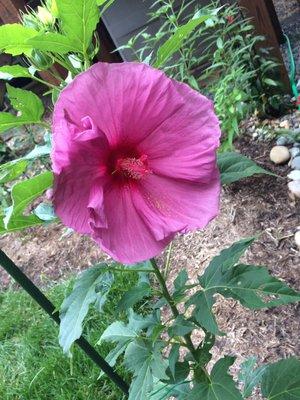 Mallow hibiscus