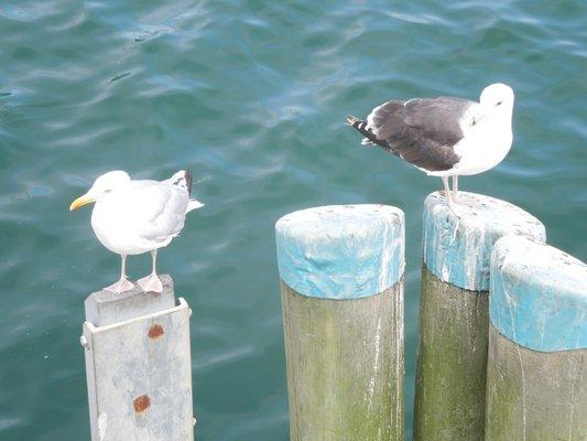 gulls hoping for a scrap of food