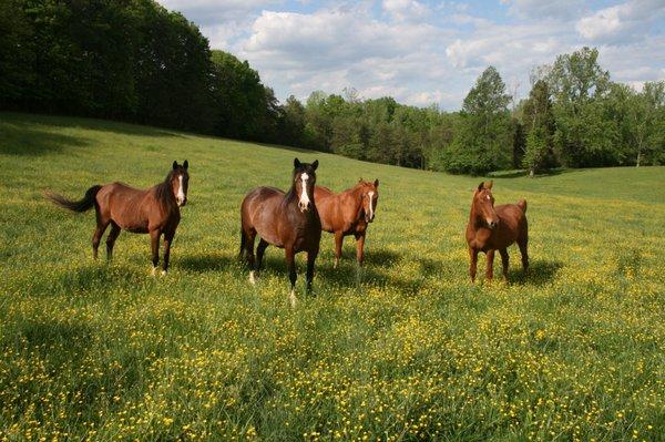 Spring in Barboursville