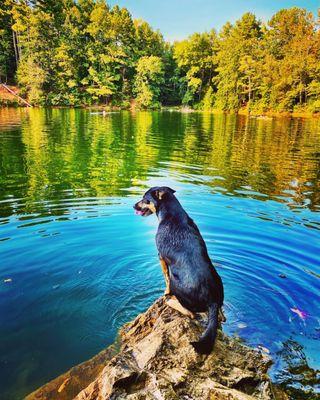 Shadow contemplating a swim at the Quarry