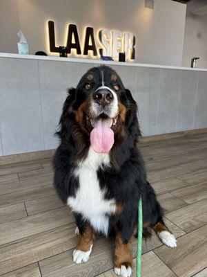 LAASER, Bernese mountain dog