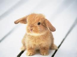 Adorable bunny