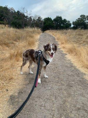 Aussie pup