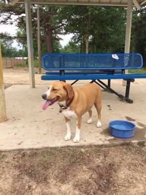 Finn loves the Paw Park!